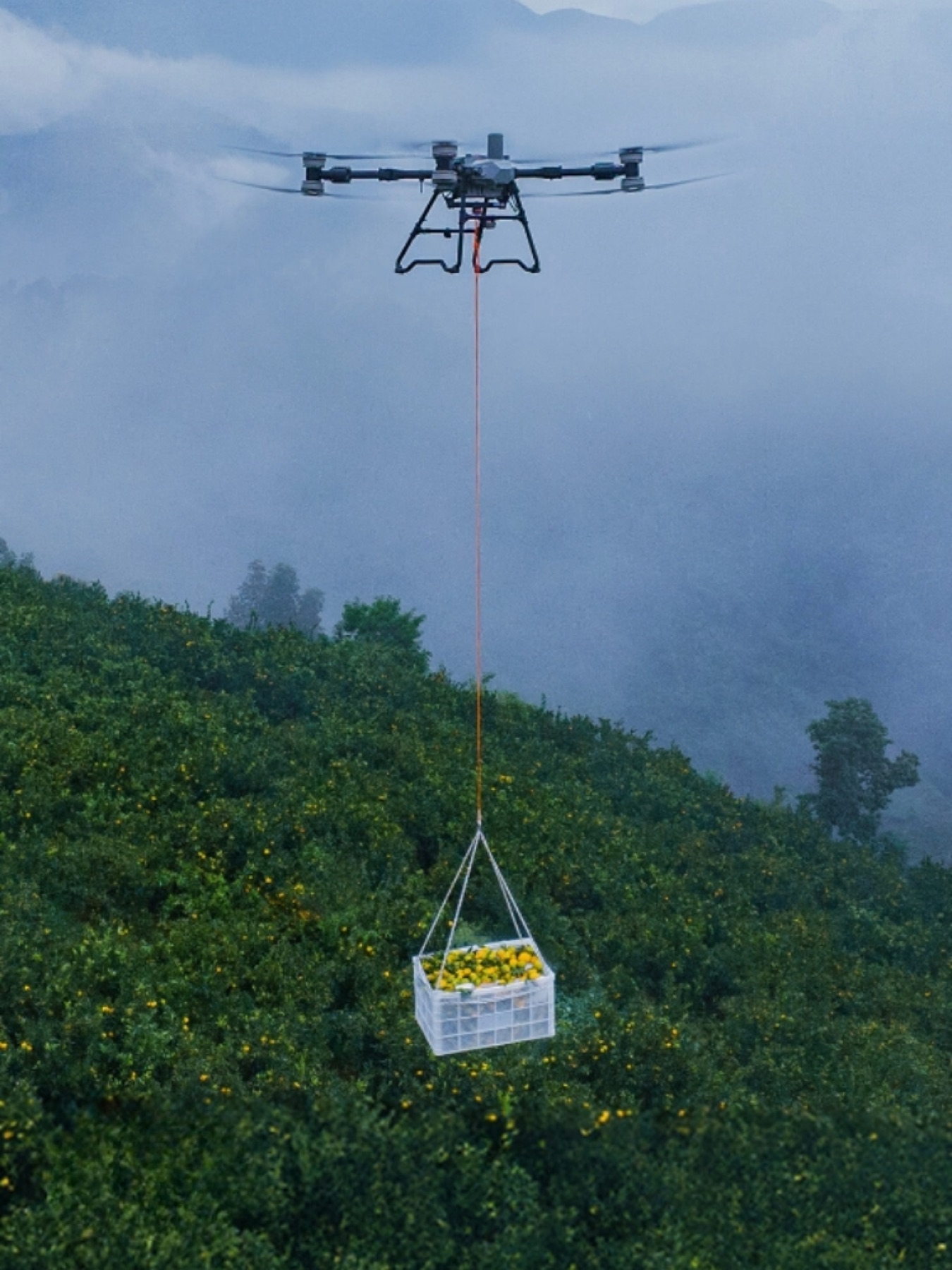Drone carrying a crate of fruit on a cable